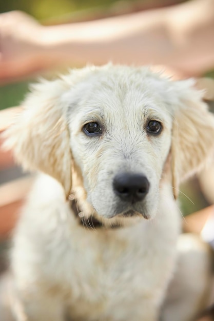 closeup ritratto di un cucciolo di golden retriever bagnato triste Golden Retriever cane è bagnato e guarda gli occhi tristi