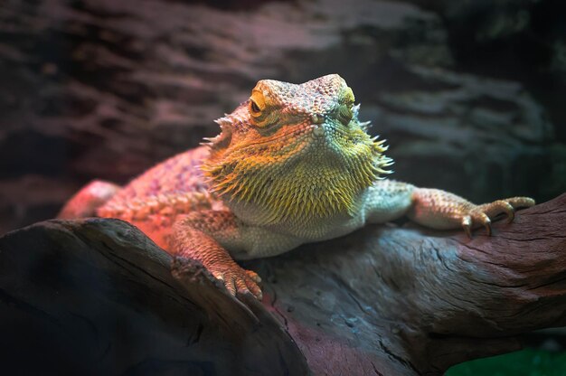 Closeup ritratto di una femmina di iguana marrone una specie in via di estinzione di lucertola sulla natura sfondo sfocato