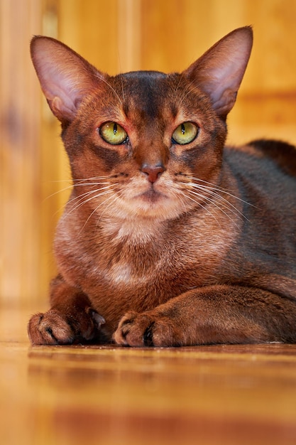 Closeup ritratto serio gatto abissino con occhi gialli