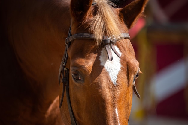 Closeup testa di cavallo occhio marrone ritratto, mammifero animale con stabile che vive in fattoria, natura equestre capelli e volto di mare, equino e criniera