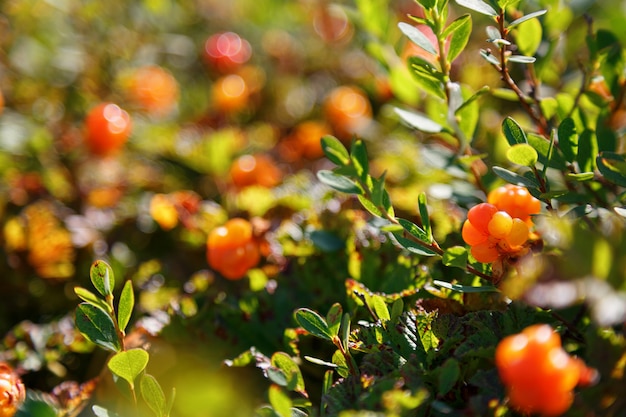 Cloudberry cresce nella foresta. Carelia settentrionale.