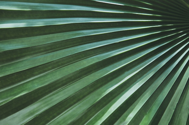 Clouse sul viaggio di vacanza di calore del fondo tropicale di viaggio di permesso della palma verde tonificato