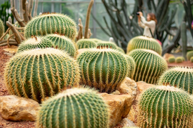 cluster di cactus in un giardino