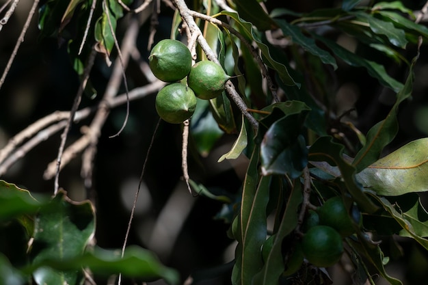 Cluster di noci di macadamia appeso all'albero