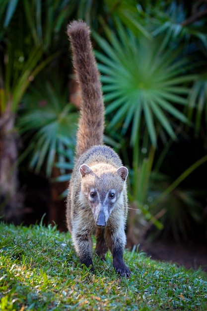 Coati dal naso bianco - Nasua narica, noto come coatimundi, famiglia Procyonidae..