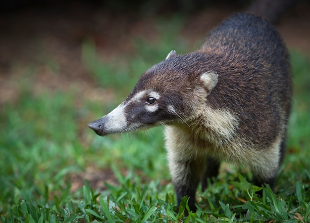 Coati della penisola dello Yucatan in Messico