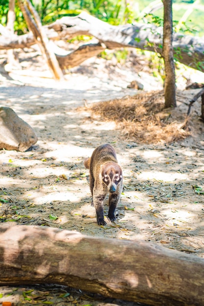 Coati noto come coatimundi nella natura del Costa Rica Senza animali