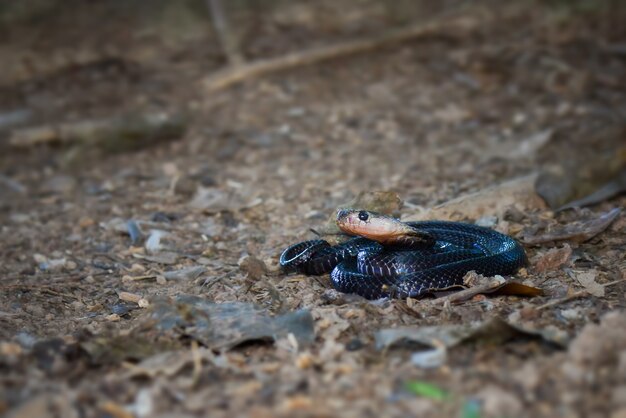 Cobra nella foresta topica