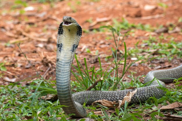 Cobra reale arrabbiato in posizione di attacco