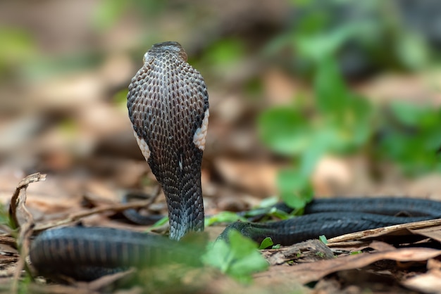 Cobra reale arrabbiato in posizione di attacco