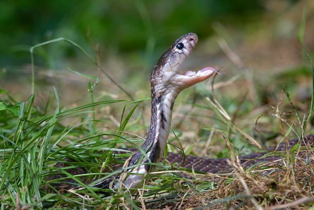 Cobra sputatore equatoriale ( Naja sumatrana) in posizione di attacco