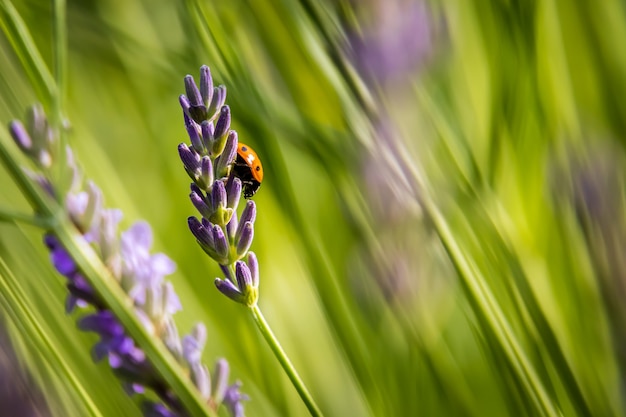 Coccinella a sette macchie su lavanda in giardino