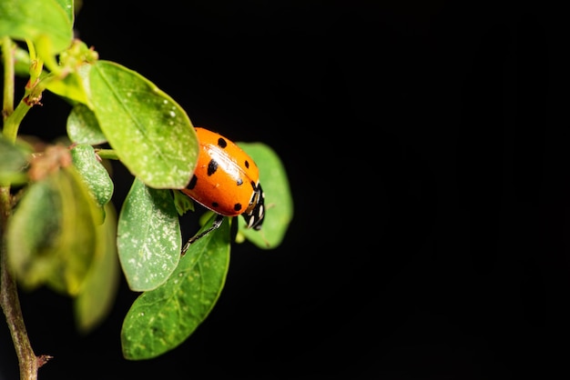 Coccinella bella coccinella che passeggia in un giardino visto attraverso una messa a fuoco selettiva di un obiettivo macro