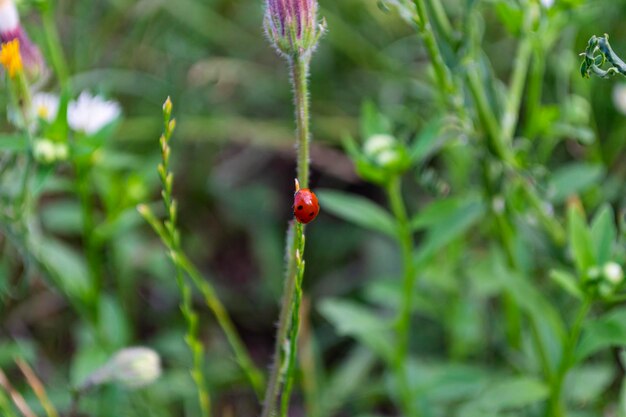 coccinella che striscia su un filo d'erba.