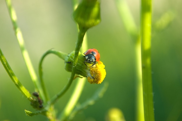 Coccinella che striscia su una foglia e su un ramoscello