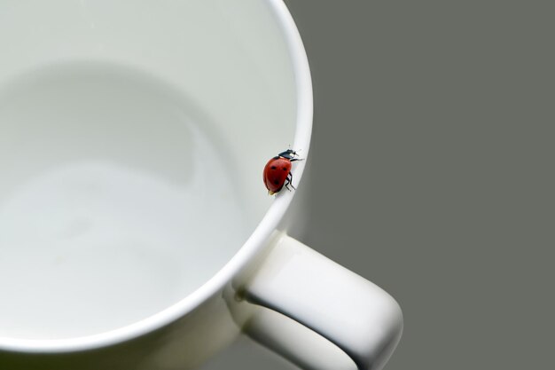 Coccinella che striscia su una tazza di caffè sul tavolo