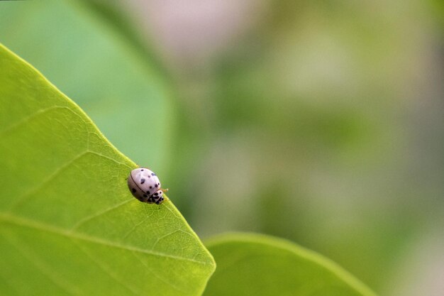 Coccinella copyspace verde