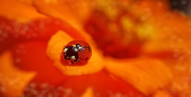 Coccinella divertente su Zinnia flowe. Foto a macroistruzione