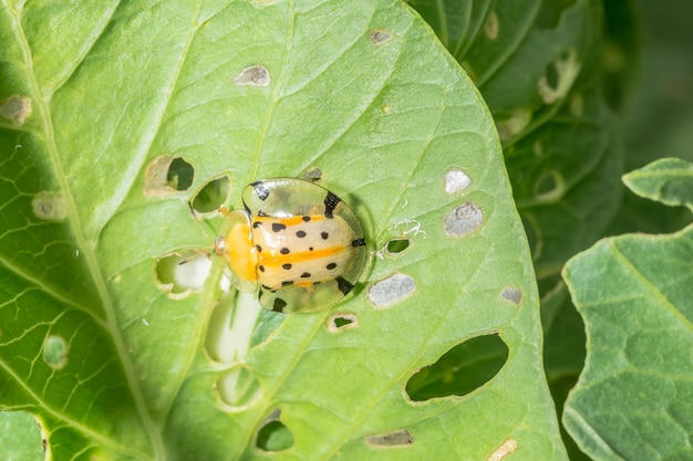 Coccinella gialla su foglia