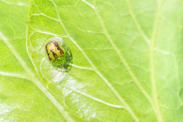 Coccinella gialla su foglia