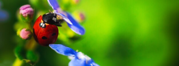 Coccinella nella foto del primo piano della macro dell'insegna della natura, spazio della copia