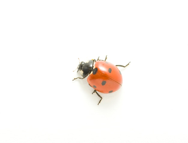 Coccinella rossa isolata su bianco