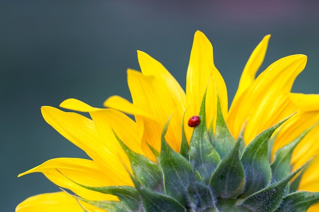 Coccinella rossa seduta sul girasole