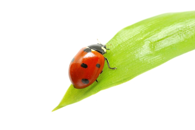 Coccinella rossa su erba verde isolata su bianco