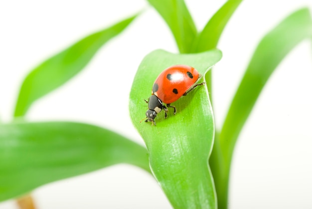 Coccinella rossa su erba verde isolata su bianco