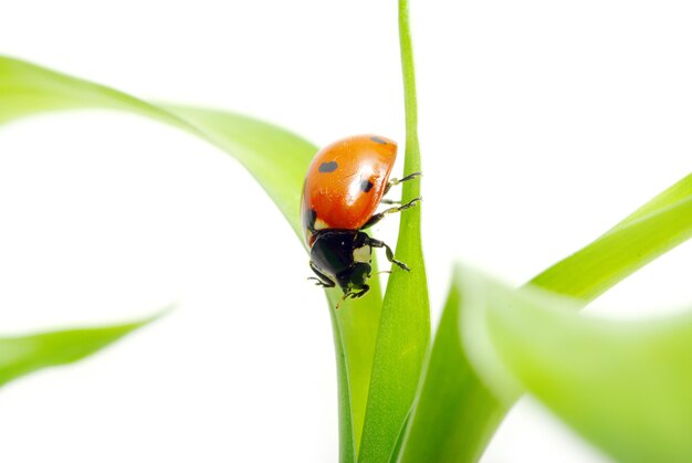 Coccinella rossa su erba verde isolata