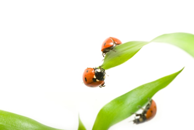 Coccinella rossa su erba verde isolata