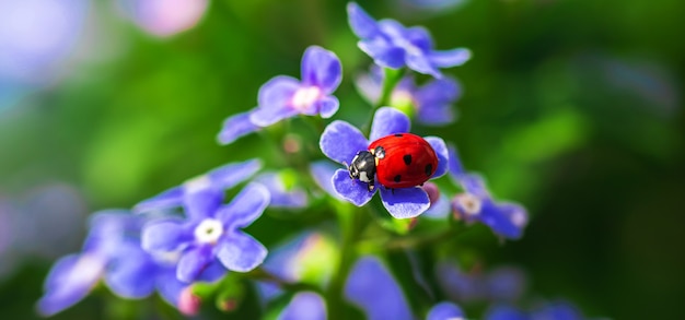 Coccinella rossa su fiori viola, bellissimi insetti in natura