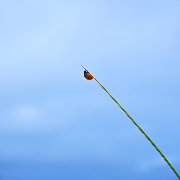 Coccinella rossa sull'erba