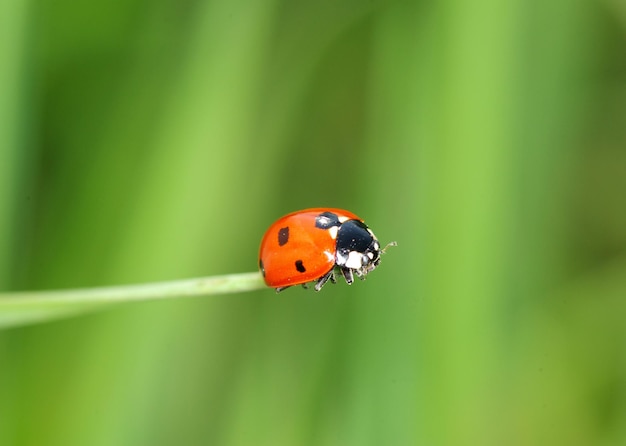 Coccinella rossa