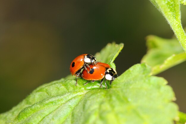 Coccinella rossa