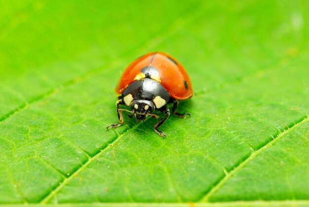 Coccinella rossa