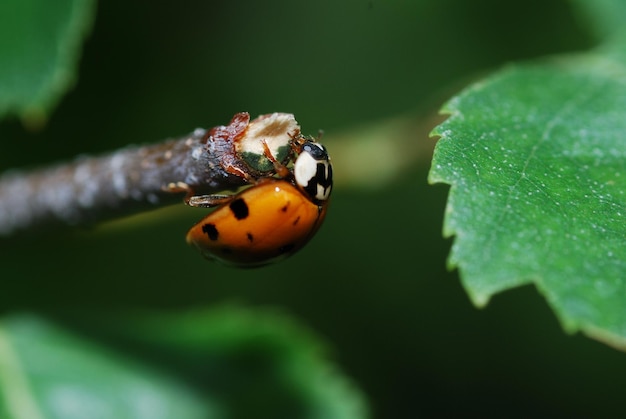 Coccinella seduta su un ramo