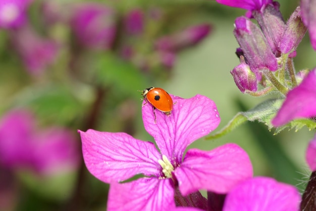 Coccinella si siede su un fiore