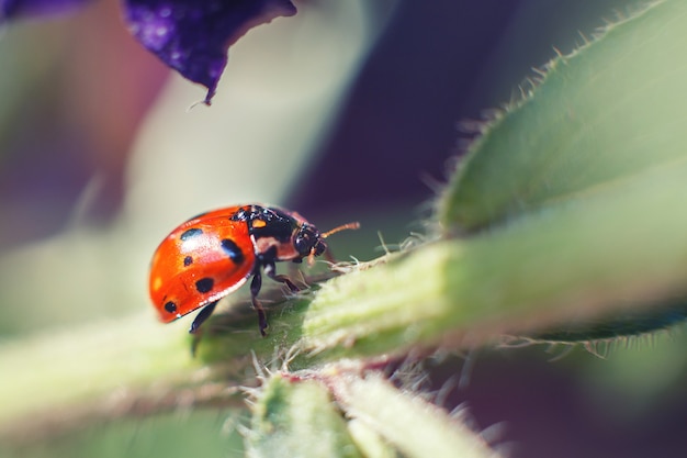 Coccinella su foglia da vicino