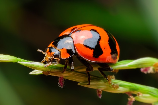 Coccinella su foglia in giardino natura