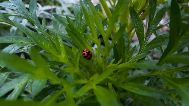 Coccinella su foglia verde in giardino. Visualizza con spazio di copia