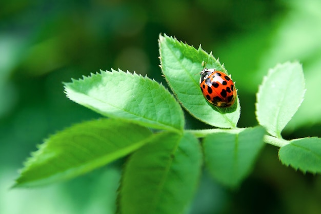 Coccinella su foglia verde