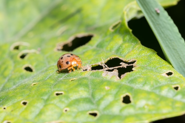 coccinella su foglia