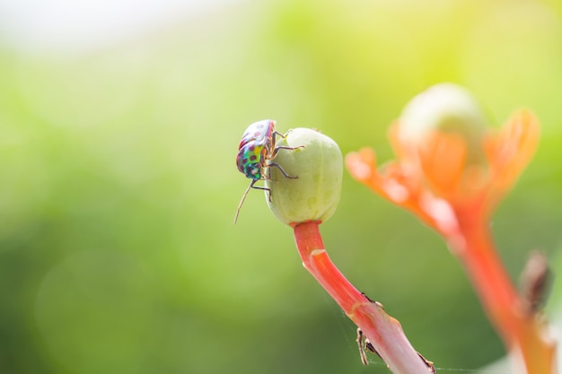 Coccinella su priorità bassa defocused foglia verde