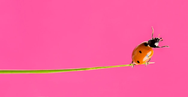 Coccinella su un filo d'erba davanti a uno sfondo rosa