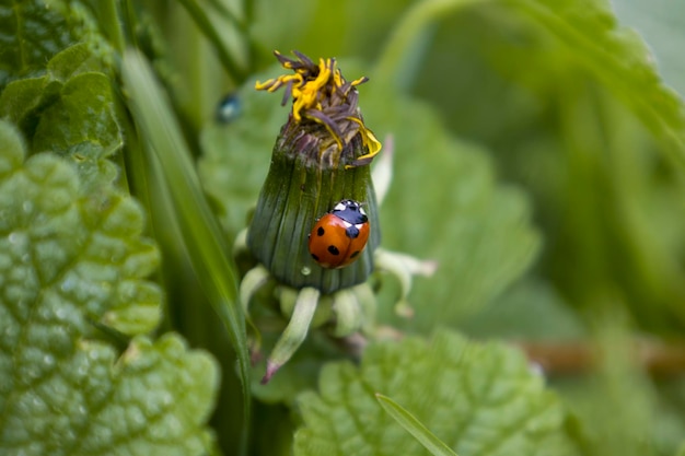 Coccinella su un fiore di tarassaco