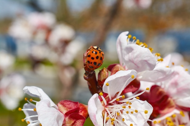 Coccinella su un ramo di albicocche