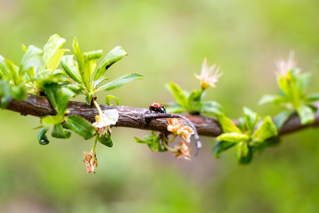 Coccinella su un ramo di un albero da frutto fuoco selettivo insetti benefici nel giardino