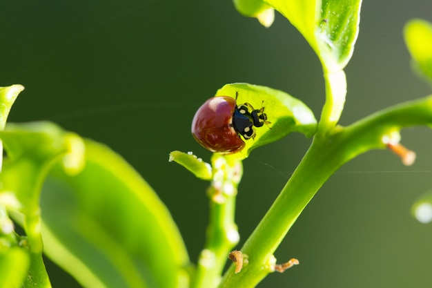 Coccinella su una foglia di limone