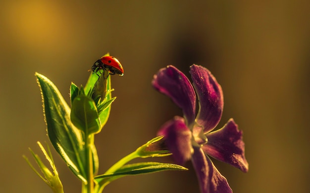 Coccinella su una foglia verde soleggiata